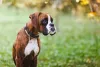 O cachorro Boxer tigrado é um dos mais populares