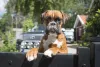 Protetor e carinhoso, o cachorro Boxer sempre vai estar ao seu lado