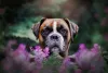 Por ser bastante limpinha, a raça de cachorro Boxer não precisa de banhos frequentes