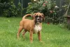 O cachorro Boxer filhote é brincalhão e inteligente