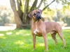 O cachorro Boxer é super amável