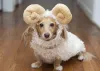 Fantasia para cachorro: já pensou em se inspirar em outros animais?