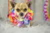 Uma fantasia de Carnaval para cachorro que nunca sai de moda é o estilo havaiano