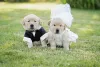 Cachorros fantasiados em dose dupla: noivinhos sempre têm espaço na lista