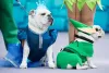 Fantasiar o cachorro de Frozen ou de Peter Pan é uma boa forma de homenagear a Disney