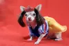 Fantasia de Carnaval para cachorro: Branca de Neve é um clássico