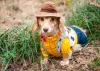 Cachorro fantasiado de Woody, do Toy Story, é pura fofura