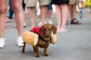 Fantasia para cachorro: Carnaval é época de usar a criatividade e rola até fantasiar o seu amigo de comida