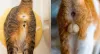 Como saber se o gato é macho: o pet castrado tem testículos removidos e a aparência é de pequena bolsa vazia