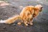 Além da diarreia em gatos, o astrovírus pode provocar anorexia