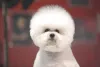 O cachorro Bichon tem pelos tão fofinhos que lembram algodão