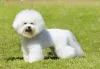 Divertido e alegre, o Bichon Frisé é uma ótima companhia