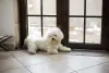 O cão Bichon Frisé se adapta muito bem a qualquer ambiente