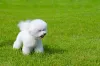 Passear com o cachorro Bichon é necessário para gastar a energia