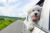 Como não se encantar pela fofura do Bichon Frisé?