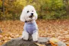 Com roupinha ou sem roupinha, o charme do Bichon Frisé é enorme!