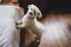 Apegados, os cães da raça Bichon Frisé precisam de atenção frequente