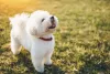 Com um comportamento amigável, o que não falta é alegria com o Bichon Frisé do seu lado