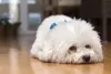 É importante ter atenção à saúde do cachorro Bichon