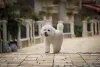 O cachorro Bichon Frisé chama a atenção por onde passa