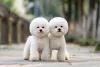 Os filhotes de Bichon Frisé são tão fofinhos que não há coração que aguente!