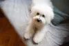 Cão Bichon Frisé: alguns bichinhos podem sofrer com ansiedade de separação