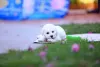 O filhote de Bichon Frisé não costuma dar muito trabalho