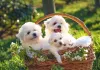 Uma famí­lia de Bichon Frisé para deixar o dia mais feliz!