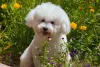 Passeios ao ar livre são sempre bem-vindos na rotina do cachorro Bichon