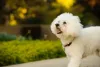A vida fica mais leve com um Bichon Frisé do lado!