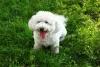 É, soninho! Vale lembrar que o Bichon Frisé também precisa de um cantinho para descansar, hein?