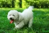Disposição é o que não falta no Bichon Frisé