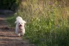 Caminhadas e corridas são um bom exercí­cio para o cão Bichon Frisé