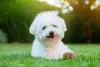 Os pelos do Bichon Frisé exigem cuidados diários
