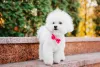 Acessórios podem deixar o Bichon Frisá ainda mais estilosos