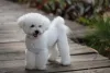 O Bichon Frisé parece um ursinho de pelúcia