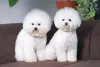 Bichon Frisé em dose dupla!