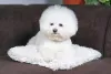 Os cães da raça Bichon Frisé também precisam descansar toda essa beleza