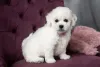 Os cuidados com o pelo do Bichon Frisé fazem toda a diferença na sua aparência