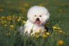 Desembaraçar os nós do Bichon Frisé é super importante