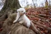 Comprar ou adotar um Bichon Frisé pode mudar a sua vida