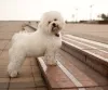 Aprecie a miha beleza humano