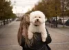 O cachorro Bichon Frisé é uma mistura de raças
