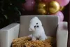 Oi humano me da um pouquinho de atencão