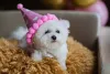 Festinhas para comemorar o aniversário do Bichon Frisé sempre são uma boa ideia