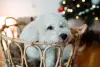 O Bichon Frisé é tão compacto que cabe basicamente em qualquer lugar