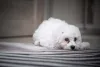 Levar o Bichon Frisé ao veterinário é importante para saber como anda a saúde dele
