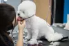 O Bichon Frisé precisa de uma tosa especí­fica