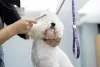 A tosa do cachorro Bichon Frisé deve ser feita por um profissional para não haver erros