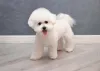 Vamos brincar?